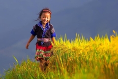 TOUR MÙ CANG CHẢI 3 NGÀY 2: HÀ NỘI - TRẠM TẤU - CU VAI