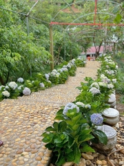 TOUR HÀ NỘI - MÙ CANG CHẢI - HỒ THÁC BÀ MÙA LÚA CHÍN 3 NGÀY 2 ĐÊM