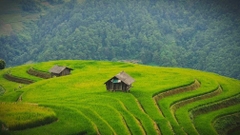 TOUR HÀ NỘI - MÙ CANG CHẢI – NGỌC CHIẾN – TÀ XÙA 3 NGÀY 2 ĐÊM MÙA LÚA CHÍN