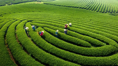 TOUR  HÀ NỘI – SƠN LA – ĐIỆN BIÊN- MỘC CHÂU 3 NGÀY 2 ĐÊM