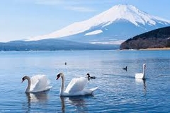 TOUR HCM - TOKYO - BẢO TÀNG HARRY POTTER - NÚI PHÚ SĨ - CỐ ĐÔ KYOTO - OSAKA - HCM
