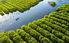 TOUR QUẢNG NGÃI - ĐẢO LÝ SƠN - MĂNG ĐEN 4 NGÀY 3 ĐÊM