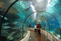 TOUR DU LỊCH HÀ NỘI - NINH THUẬN - NHA TRANG 4 NGÀY 3 ĐÊM