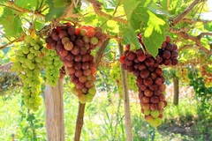 TOUR NHA TRANG HANG RÁI - VĨNH HY - VƯỜN NHO