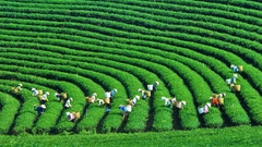 TOUR DU LỊCH HÀ NỘI – MỘC CHÂU – HÀ NỘI 2 NGÀY 1 ĐÊM