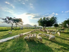 TOUR DU LỊCH HÀ NỘI - NINH THUẬN - NHA TRANG 4 NGÀY 3 ĐÊM