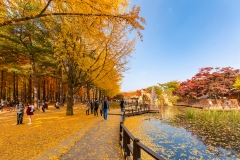 TOUR HÀN QUỐC: BUSAN-GYEONGJU-SEOUL-ĐẢO NAMI-HAEUNDEA-CỎ HỒNG MUHLY-HUINNYEOUL