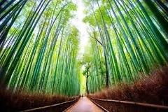 TOUR HCM - TOKYO - BẢO TÀNG HARRY POTTER - NÚI PHÚ SĨ - CỐ ĐÔ KYOTO - OSAKA - HCM