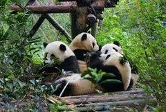 TOUR HÀ NỘI – THÀNH ĐÔ – CỬU TRẠI CÂU – LẠC SƠN ĐẠI PHẬT - HÀ NỘI