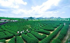 TOUR DU LỊCH HÀ NỘI - CAO NGUYÊN MỘC CHÂU – HÀ NỘI 2 NGÀY 1 ĐÊM