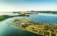 PHÚ YÊN- HOA VÀNG CỎ XANH