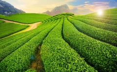 ĐỒI CỎ HỒNG – ĐỒI CHÈ – VƯỜN HỒNG CHÍN –  LÀNG NGUYÊN THUỶ HANG TÁU – CẦU KÍNH/ HAPPY LAND