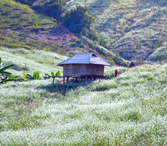 ĐỒI CỎ HỒNG – ĐỒI CHÈ – VƯỜN HỒNG CHÍN –  LÀNG NGUYÊN THUỶ HANG TÁU – CẦU KÍNH/ HAPPY LAND