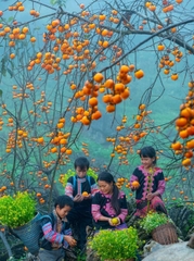 ĐỒI CỎ HỒNG – ĐỒI CHÈ – VƯỜN HỒNG CHÍN –  LÀNG NGUYÊN THUỶ HANG TÁU – CẦU KÍNH/ HAPPY LAND
