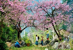 ĐỒI CỎ HỒNG – ĐỒI CHÈ – VƯỜN HỒNG CHÍN –  LÀNG NGUYÊN THUỶ HANG TÁU – CẦU KÍNH/ HAPPY LAND