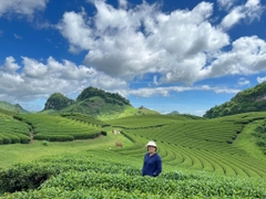 TOUR DU LỊCH CAO NGUYÊN MỘC CHÂU 2 NGÀY 1 ĐÊM