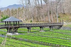 TOUR HÀ NỘI - GIFU - LÀNG CỔ SHIRAKAWAGO - NÚI PHÚ SĨ - TOKYO - HÀ NỘI