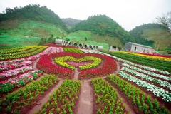 TOUR DU LỊCH CAO NGUYÊN MỘC CHÂU 2 NGÀY 1 ĐÊM