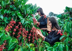 BẢO TÀNG CÀ PHÊ – LÀNG CÀ PHÊ – THÁC DRAY NUR – GIA LONG – VƯỜN QUỐC GIA YOK ĐÔN  3 NGÀY 2 ĐÊM