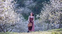 TOUR HÀ NỘI - MAI CHÂU - MỘC CHÂU - CẦU KÍNH BẠCH LONG - HÀ NỘI