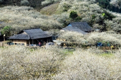 TOUR DU LỊCH HÀ NỘI - CAO NGUYÊN MỘC CHÂU 2 NGÀY 1 ĐÊM