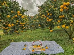 TOUR HÀ NỘI - MỘC CHÂU - CẦU KÍNH BẠCH LONG - HÀ NỘI
