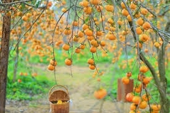 TOUR HÀ NỘI - MỘC CHÂU - CẦU KÍNH BẠCH LONG - HÀ NỘI