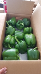 Capsicum