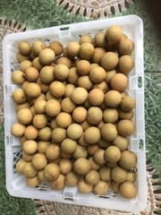 Longan