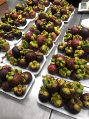 Mangosteen