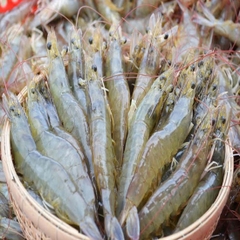 TÔM SỐNG 30CON/KG