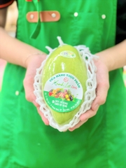 Xoài cát Hòa Lộc canh tác an toàn - Cao Lãnh, Đồng Tháp