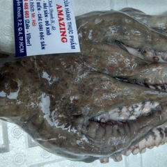 BẠCH TUỘC MADA KHỔNG LỒ 3-7KG/CON - BẠCH TUỘC SASHIMI & SUSHI
