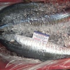 CÁ THU TƯƠI NGUYÊN CON