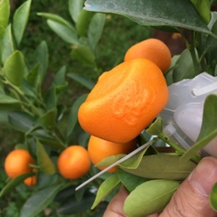 Khuôn Quất Hình Thỏi Vàng