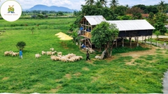 Tour Hang Rái - Vườn Nho - Đồng Cừu [Trọn gói - ưu Đãi 30%]