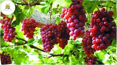 Tour Hang Rái - Vườn Nho - Đồng Cừu [Trọn gói - ưu Đãi 30%]