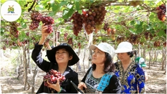 Tour Hang Rái - Vườn Nho - Đồng Cừu [Trọn gói - ưu Đãi 30%]