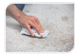 Carpet Maintenance