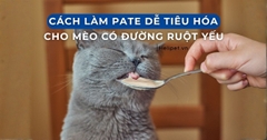 Cách làm pate dinh dưỡng & dễ tiêu hóa cho mèo có đường ruột yếu