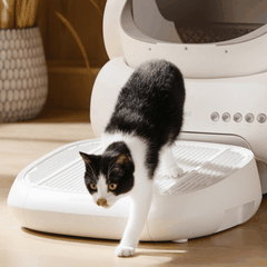 Bậc thang hứng cát văng máy vệ sinh Neakasa M1