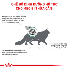 Thức ăn hạt cho mèo thừa cana Satiety Weight Management Feline