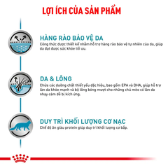 Thức Ăn Hạt Cho Mèo Hỗ Trợ Da & Lông Royal Canin Skin & Coat
