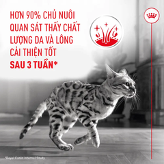 Thức Ăn Hạt Cho Mèo Trưởng Thành Dưỡng Lông & Da Royal Canin Hair & Skin Care