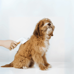 Lược chải lông chó mèo Petkit Pro