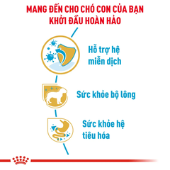 Thức Ăn Hạt Cho Chó Con Poodle Royal Canin Poodle Puppy