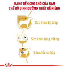 Hạt Cho Chó Poodle Trưởng Thành Royal Canin Poodle Adult