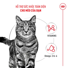 Thức Ăn Hạt Cho Mèo Trưởng Thành Dưỡng Lông & Da Royal Canin Hair & Skin Care