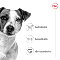 Thức Ăn Hạt Cho Chó Trưởng Thành Giống Nhỏ Royal Canin Mini Adult