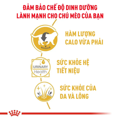 Pate Cho Mèo Anh Lông Ngắn Trưởng Thành Royal Canin British Shorthair